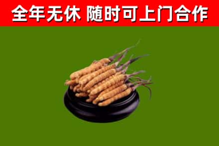 丽水回收冬虫夏草