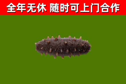 丽水回收海参干